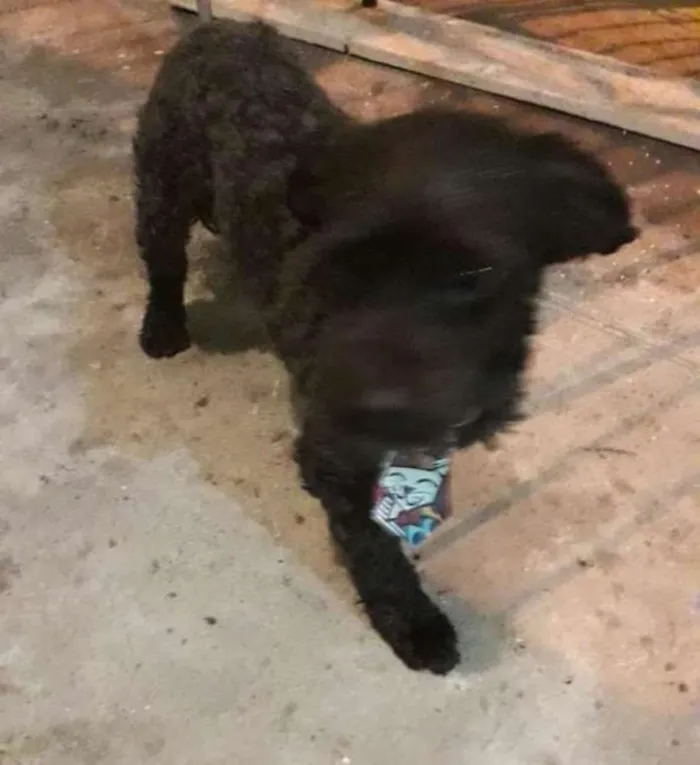 Cachorro ra a Misturado idade 1 ano nome Maylon