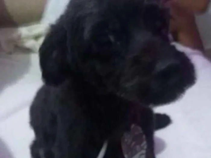 Cachorro ra a Misturado idade 1 ano nome Maylon