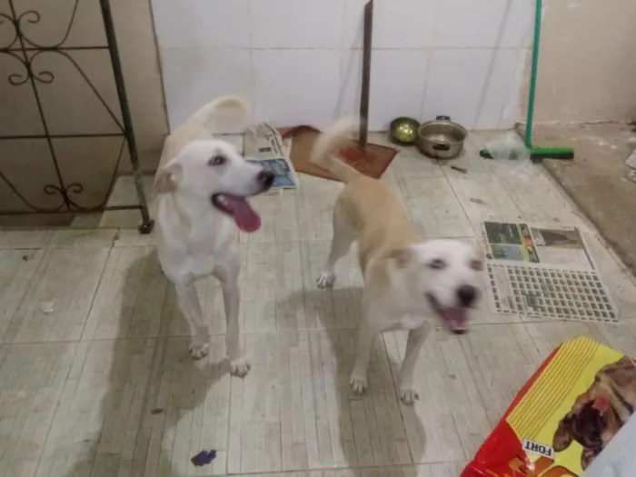 Cachorro raça Labrador eu acho idade 7 a 11 meses nome Bobi e soppia