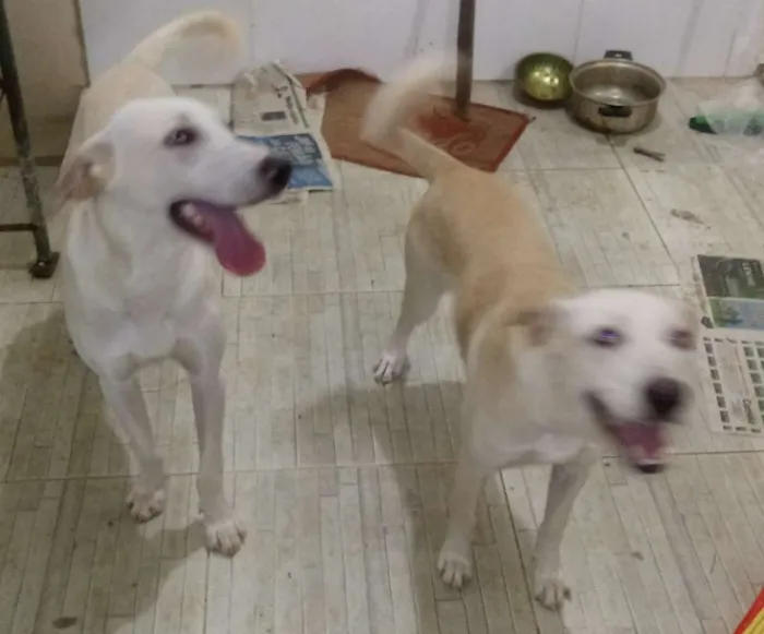 Cachorro raça Labrador eu acho idade 7 a 11 meses nome Bobi e soppia