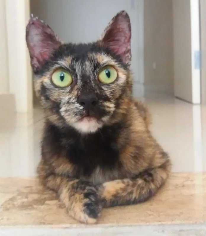 Gato ra a SRD idade 7 a 11 meses nome Nina