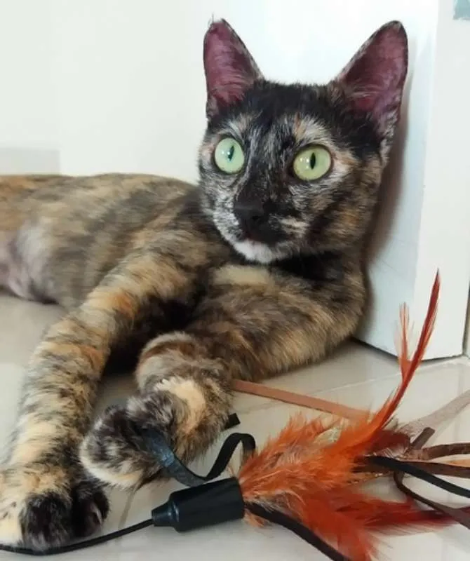 Gato ra a SRD idade 7 a 11 meses nome Nina