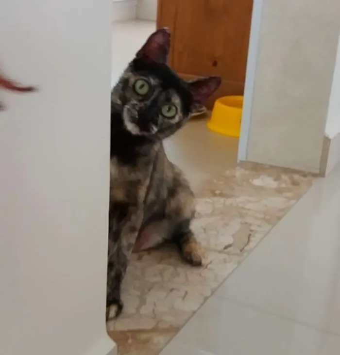 Gato ra a SRD idade 7 a 11 meses nome Nina