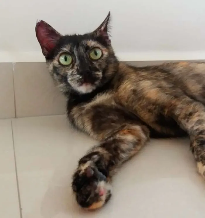 Gato ra a SRD idade 7 a 11 meses nome Nina