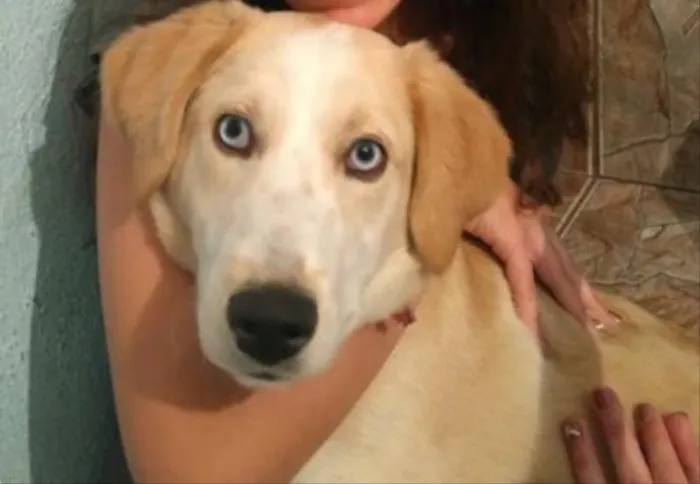 Cachorro ra a Mix labrador com husky idade 1 ano nome Polar