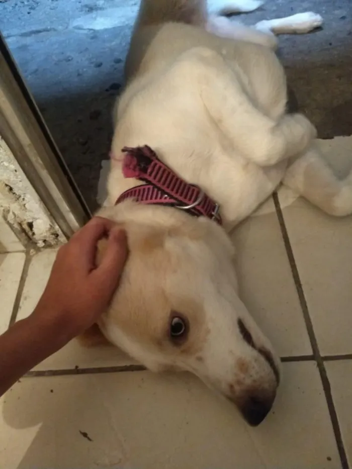 Cachorro ra a Mix labrador com husky idade 1 ano nome Polar