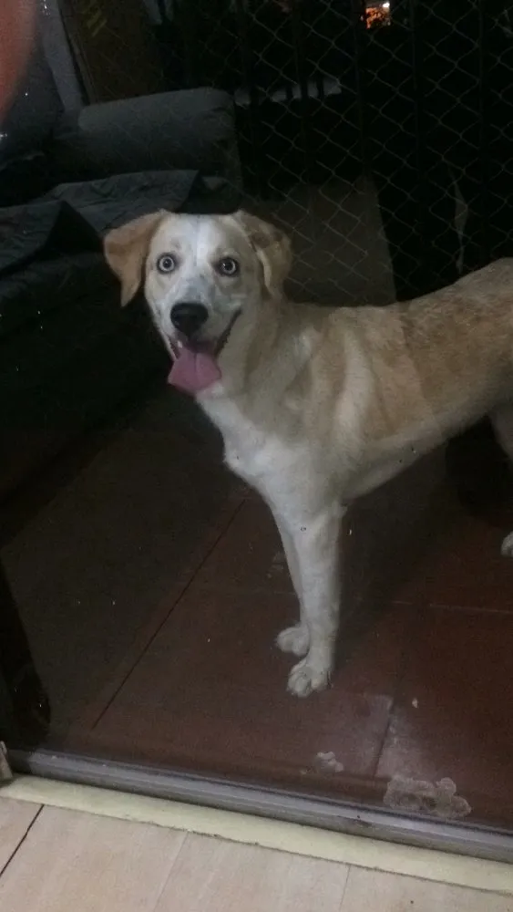 Cachorro ra a Mix labrador com husky idade 1 ano nome Polar