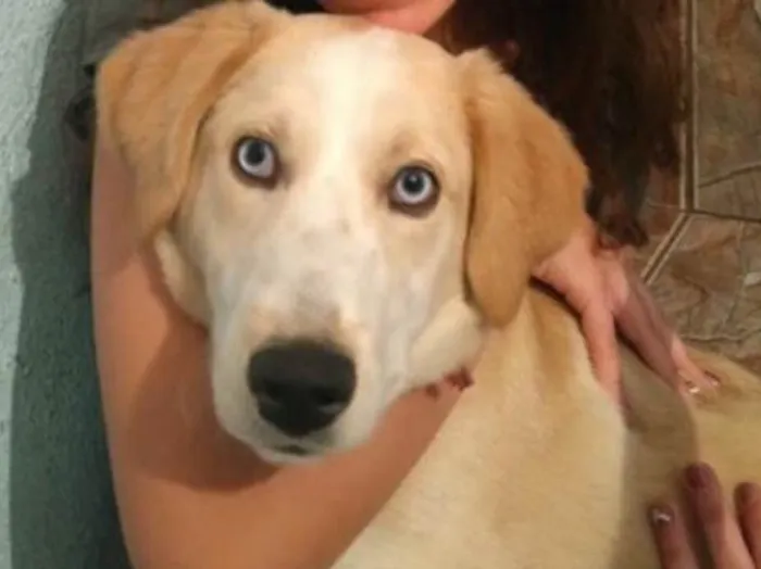 Cachorro ra a Mix labrador com husky idade 1 ano nome Polar