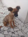 Amora