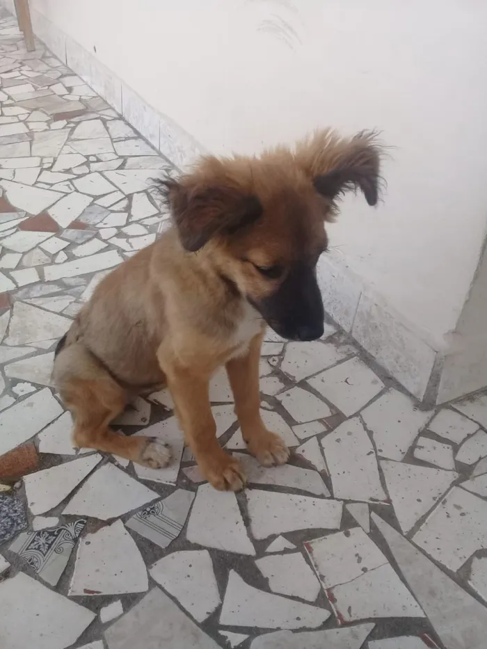 Cachorro ra a Mestissia  idade 7 a 11 meses nome Amora