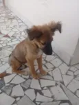 Amora
