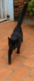 Preto