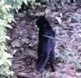 Preto