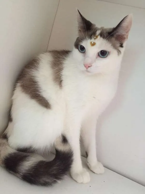 Gato ra a SRD idade 2 anos nome XANTI