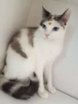 XANTI