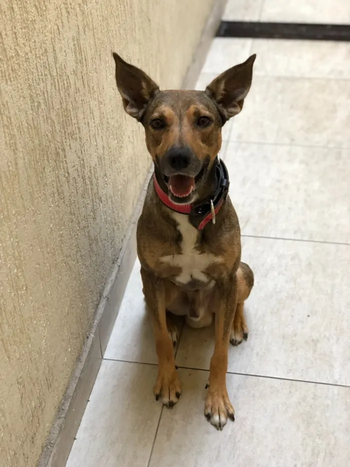 Cachorro ra a Vira Lata (SRD) idade 2 anos nome Bob