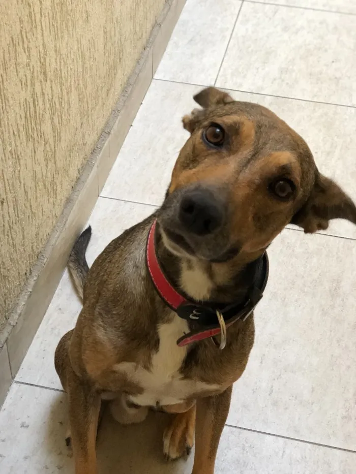 Cachorro ra a Vira Lata (SRD) idade 2 anos nome Bob