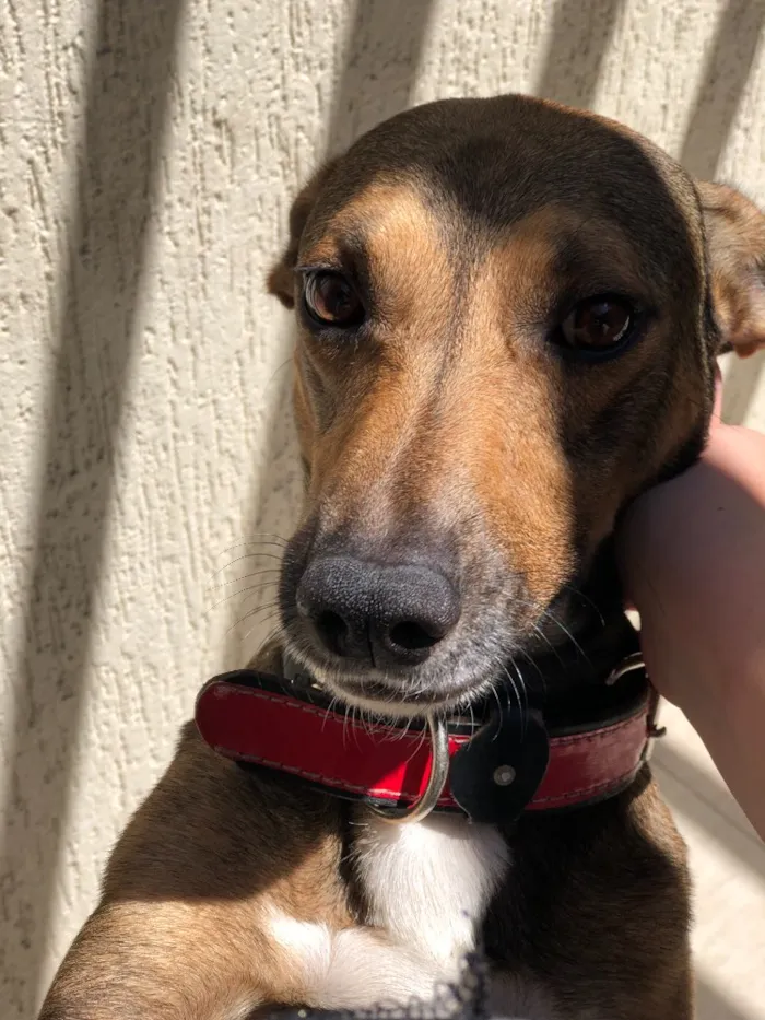 Cachorro ra a Vira Lata (SRD) idade 2 anos nome Bob