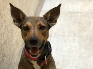 Cachorro raça Vira Lata (SRD) idade 2 anos nome Bob