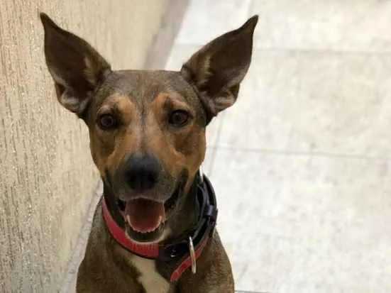 Cachorro ra a Vira Lata (SRD) idade 2 anos nome Bob