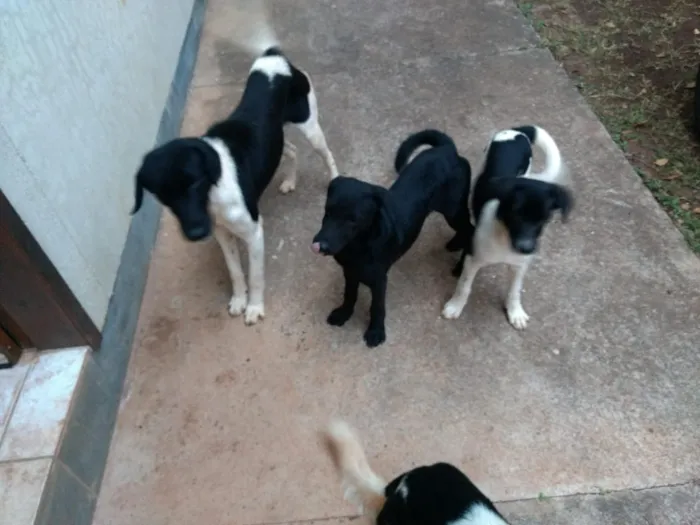 Cachorro ra a INDEFINIDA idade 2 a 6 meses nome KIKA