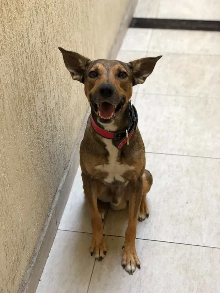 Cachorro ra a Vira Lata (SRD) idade 2 anos nome Bob