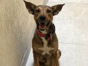 Cachorro raça Vira Lata (SRD) idade 2 anos nome Bob