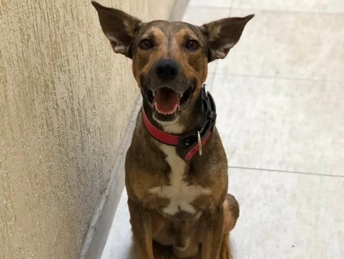 Cachorro ra a Vira Lata (SRD) idade 2 anos nome Bob