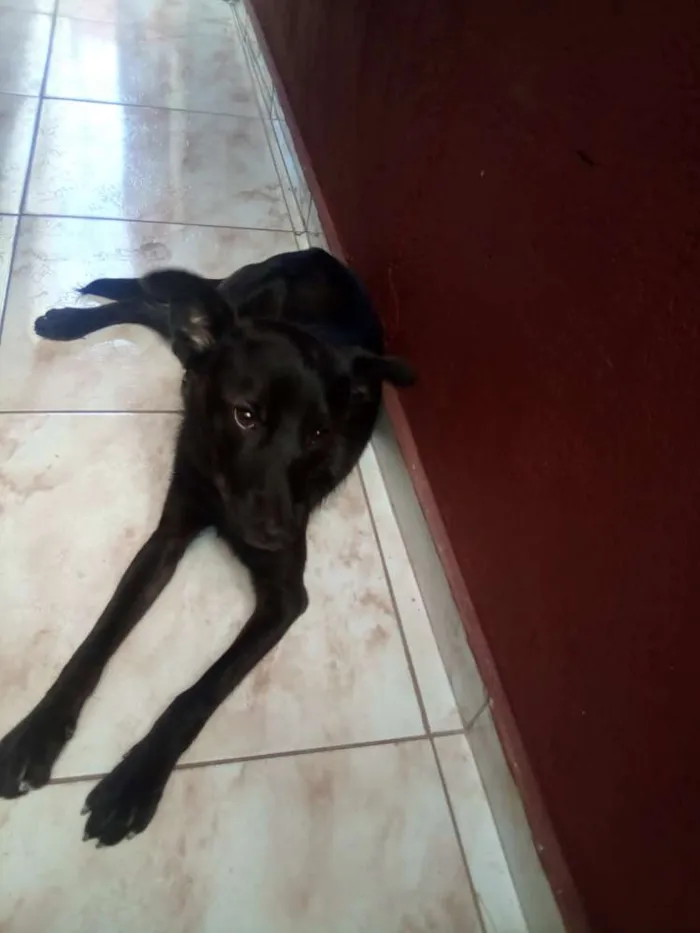 Cachorro ra a  idade 1 ano nome Betowen