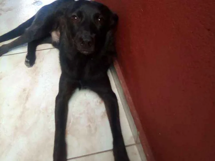 Cachorro ra a  idade 1 ano nome Betowen
