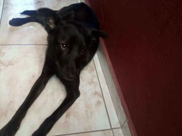 Cachorro ra a  idade 1 ano nome Betowen