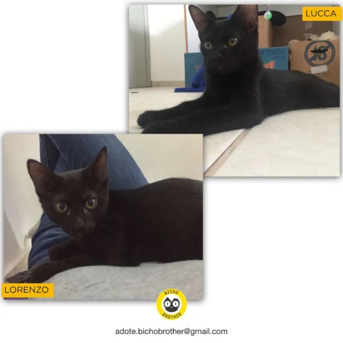 Gato ra a SRD idade 2 a 6 meses nome Lorenzo e Lucca