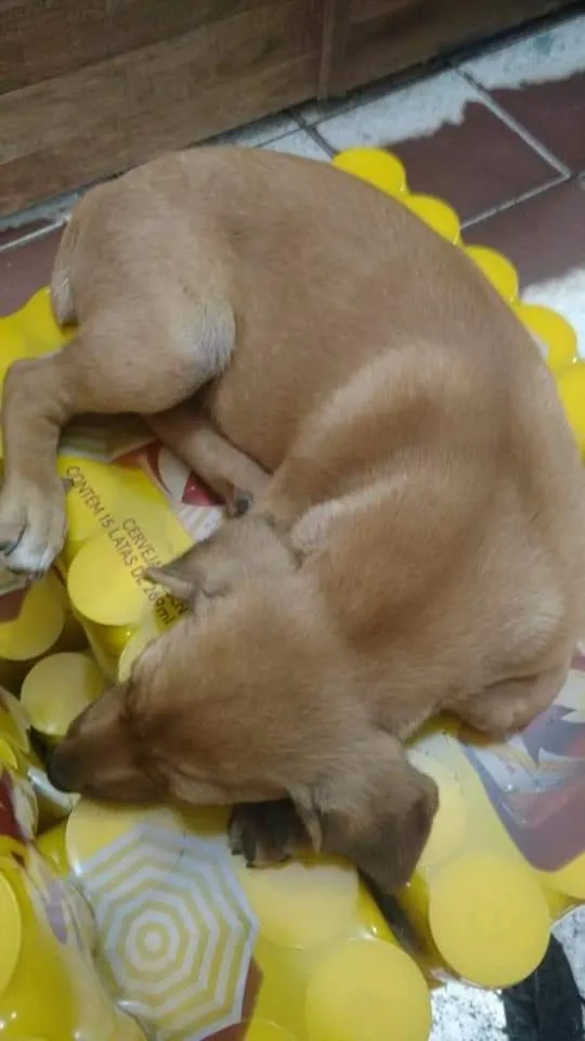 Cachorro raça Raça indefinida idade 7 a 11 meses nome Hakan