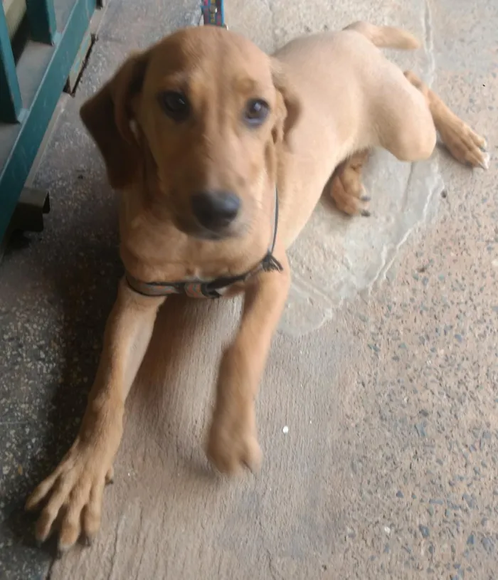 Cachorro raça Raça indefinida idade 7 a 11 meses nome Hakan