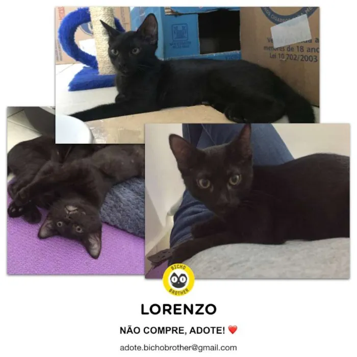 Gato ra a SRD idade 2 a 6 meses nome Lorenzo