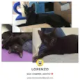 Lorenzo