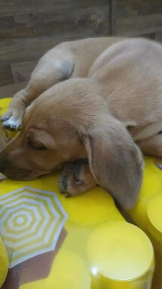 Cachorro ra a Indefinida idade 7 a 11 meses nome Hakan