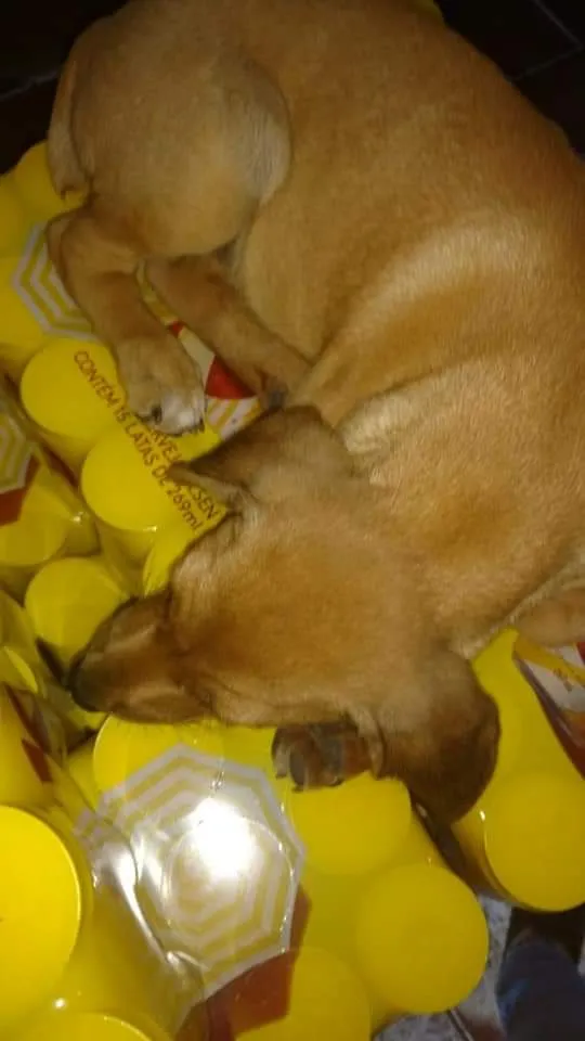 Cachorro ra a Indefinida idade 7 a 11 meses nome Hakan