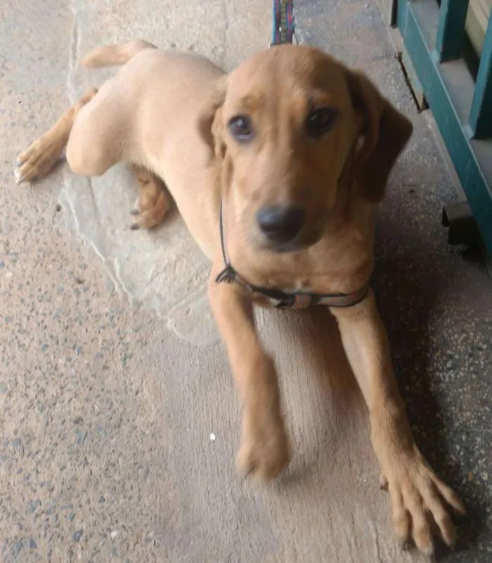 Cachorro ra a Indefinida idade 7 a 11 meses nome Hakan