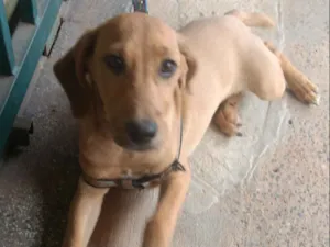Cachorro raça Indefinida idade 7 a 11 meses nome Hakan