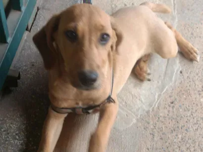 Cachorro raça Raça indefinida idade 7 a 11 meses nome Hakan