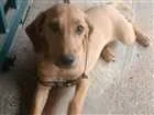 Cachorro raça Raça indefinida idade 7 a 11 meses nome Hakan
