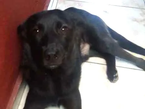 Cachorro ra a  idade 1 ano nome Betowen