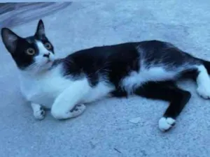 Gato raça Vira lata  idade 1 ano nome Doralice 