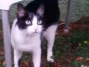 Gato raça  idade 3 anos nome Titi, Sofi e Nica
