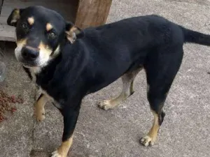 Cachorro raça SRD idade 1 ano nome Tigrão
