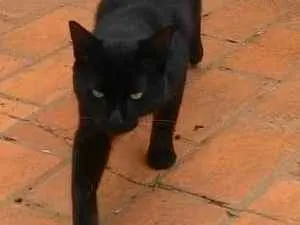 Gato raça SRD idade 7 a 11 meses nome Preto