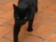 Preto