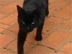 Gato raça SRD idade 7 a 11 meses nome Preto