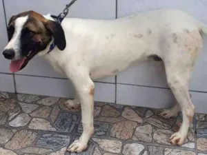 Cachorro raça SRD idade 1 ano nome FABINHO